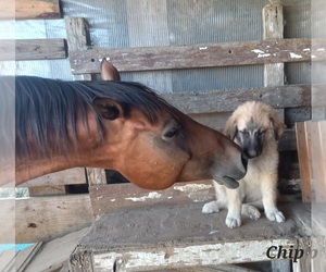 German Shepherd Dog-Great Pyrenees Mix Puppy for sale in PASCO, WA, USA