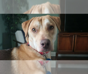 Mutt Dogs for adoption in Springdale, PA, USA