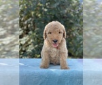 Small Photo #4 Goldendoodle Puppy For Sale in ANTIOCH, TN, USA