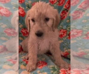Goldendoodle Puppy for sale in FARMINGTON, NY, USA
