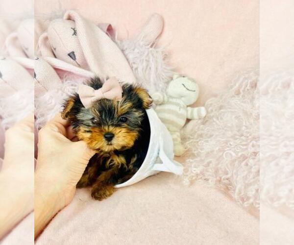 Medium Photo #2 Yorkshire Terrier Puppy For Sale in PEMBROKE PINES, FL, USA