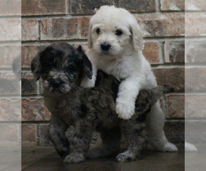 Goldendoodle Litter for sale in WICHITA FALLS, TX, USA