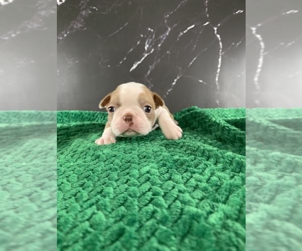 Medium Photo #9 Boston Terrier Puppy For Sale in TULARE, CA, USA