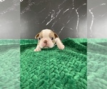 Small Photo #10 Boston Terrier Puppy For Sale in TULARE, CA, USA
