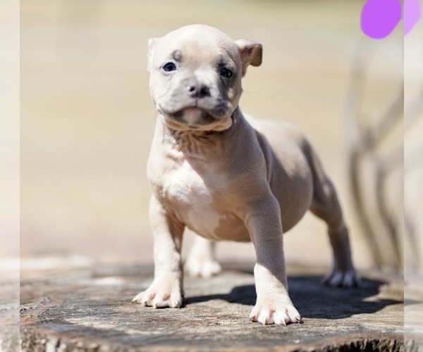 Medium Photo #2 American Bully Puppy For Sale in FAYETTEVILLE, NC, USA