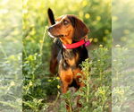 Small #4 Dachshund