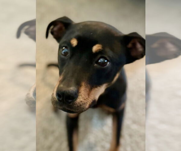 Medium Photo #1 Mutt Puppy For Sale in Omaha, NE, USA