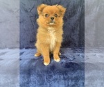 Puppy 4 Pomeranian