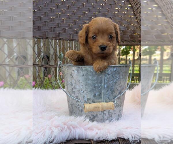 Medium Photo #31 Cock-A-Poo-Poodle (Miniature) Mix Puppy For Sale in SALEM, MO, USA