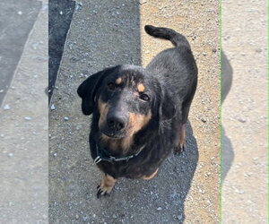 Mutt Dogs for adoption in Evansville, IN, USA