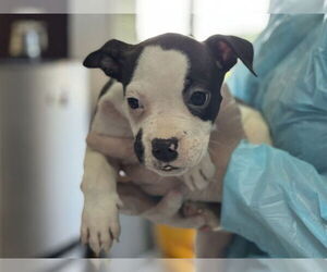 Medium American Bulldog Mix