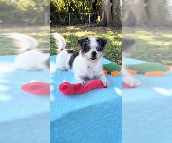 Medium Photo #1 Shih Tzu Puppy For Sale in Weston, FL, USA
