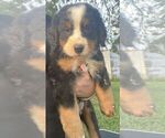Small Photo #11 Bernese Mountain Dog Puppy For Sale in CLINTON, MO, USA