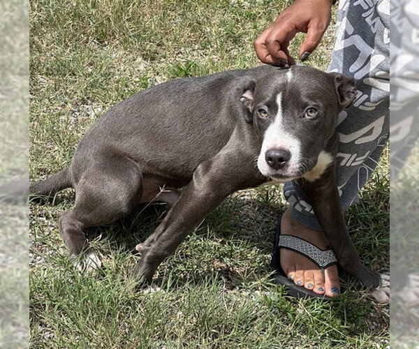 Medium Photo #1 Mutt Puppy For Sale in Augusta, GA, USA