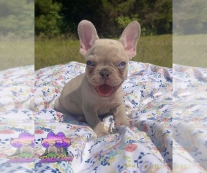 French Bulldog Puppy for sale in POWDER SPRINGS, GA, USA