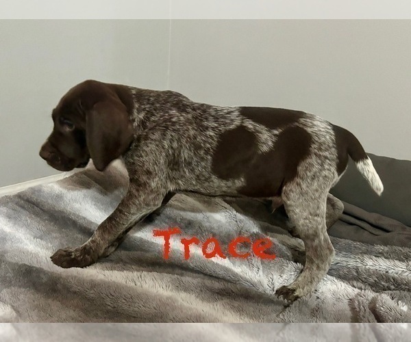 Medium Photo #3 German Shorthaired Pointer Puppy For Sale in STATE COLLEGE, PA, USA