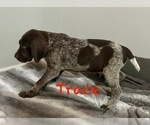 Small Photo #17 German Shorthaired Pointer Puppy For Sale in STATE COLLEGE, PA, USA