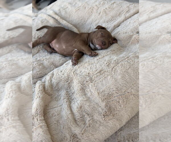Medium Photo #3 American Pit Bull Terrier-German Shepherd Dog Mix Puppy For Sale in Imlay City, MI, USA