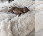 Small #2 American Pit Bull Terrier-German Shepherd Dog Mix
