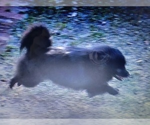 Mother of the Pomeranian puppies born on 01/21/2026