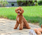 Small #4 Cavapoo (Miniature)