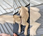 Small Photo #34 Mastiff Puppy For Sale in PARIS, IL, USA