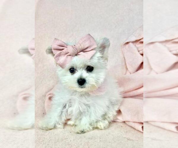 Medium Photo #1 Maltipoo (Toy) Puppy For Sale in PEMBROKE PINES, FL, USA