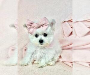 Medium Maltipoo (Toy)