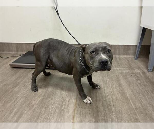 Medium Photo #1 Mutt Puppy For Sale in Pasadena, CA, USA