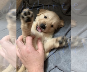 English Cream Golden Retriever Puppy for sale in GRASS VALLEY, CA, USA