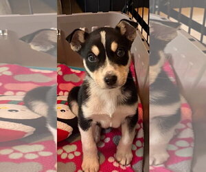 Labsky Dogs for adoption in Hillsboro, MO, USA