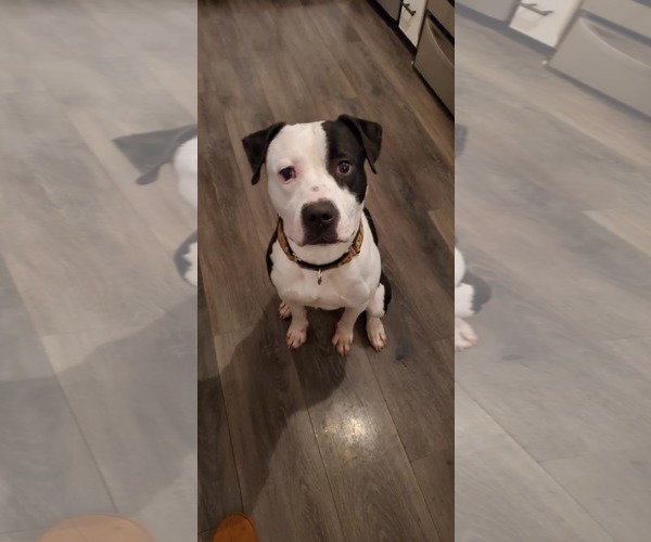 Medium Photo #2 American Bulldog-Labrador Retriever Mix Puppy For Sale in Strongsville, OH, USA