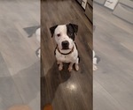 Small #1 American Bulldog-Labrador Retriever Mix