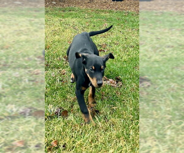 Medium Photo #2 Doberman Pinscher-Unknown Mix Puppy For Sale in Columbus, IN, USA