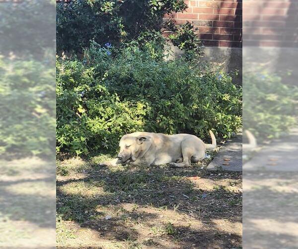 Medium Photo #1 Labrador Retriever-Unknown Mix Puppy For Sale in San Antonio, TX, USA