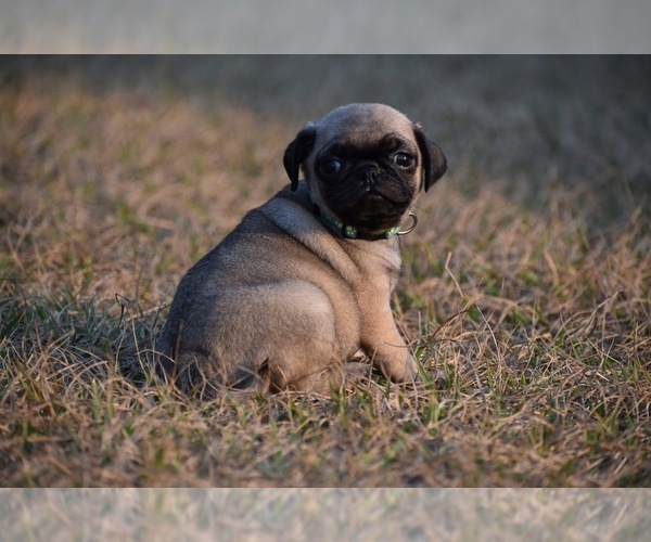 Medium Photo #9 Pug Puppy For Sale in PALM COAST, FL, USA