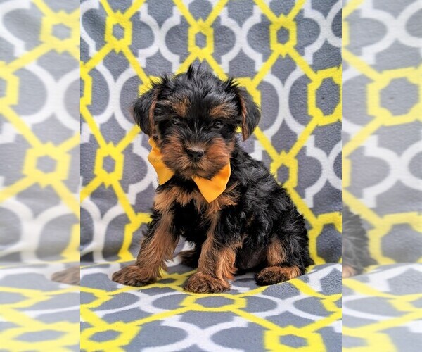 Medium Photo #2 Yorkshire Terrier Puppy For Sale in QUARRYVILLE, PA, USA
