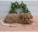 Small Photo #3 Cavapoo Puppy For Sale in HOLMESVILLE, OH, USA