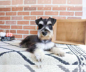 Schnauzer (Miniature) Puppy for sale in SYRACUSE, IN, USA