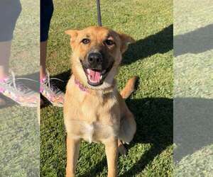 German Shepherd Dog-Unknown Mix Dogs for adoption in Turlock, CA, USA