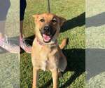 Small German Shepherd Dog Mix