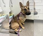 CORDUROY - Male German Shepherd Dog Dog for Adoption - Small photo