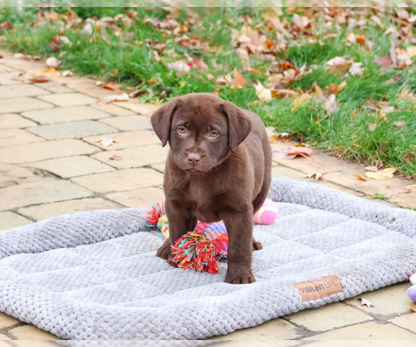 Medium Photo #5 Labrador Retriever Puppy For Sale in SYRACUSE, IN, USA
