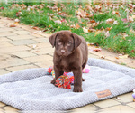 Small #4 Labrador Retriever