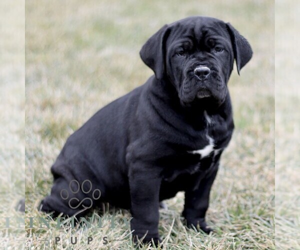Medium Photo #1 Cane Corso Puppy For Sale in LANCASTER, PA, USA
