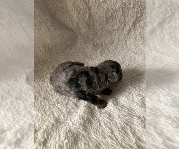 Medium Photo #3 Poodle (Miniature) Puppy For Sale in WOOSTER, OH, USA