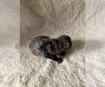 Small Photo #3 Poodle (Miniature) Puppy For Sale in WOOSTER, OH, USA