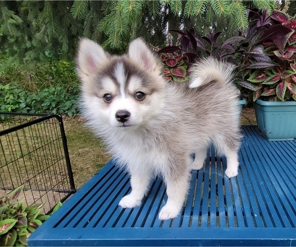 Medium Photo #8 Pomsky Puppy For Sale in NILES, OH, USA