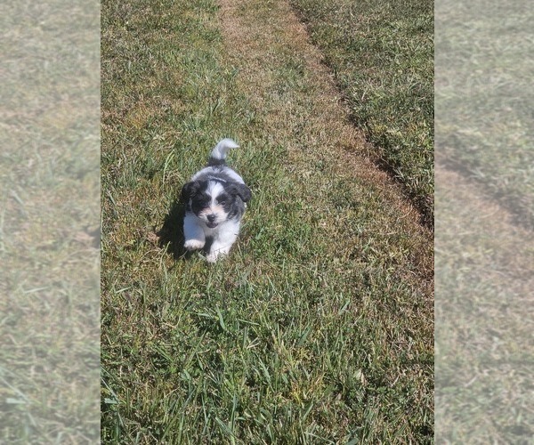 Medium Photo #4 Schweenie Puppy For Sale in BOWLING GREEN, KY, USA