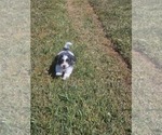 Small #3 Schweenie